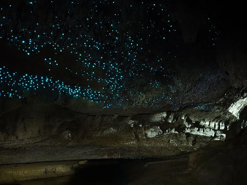 Waitomo Caves